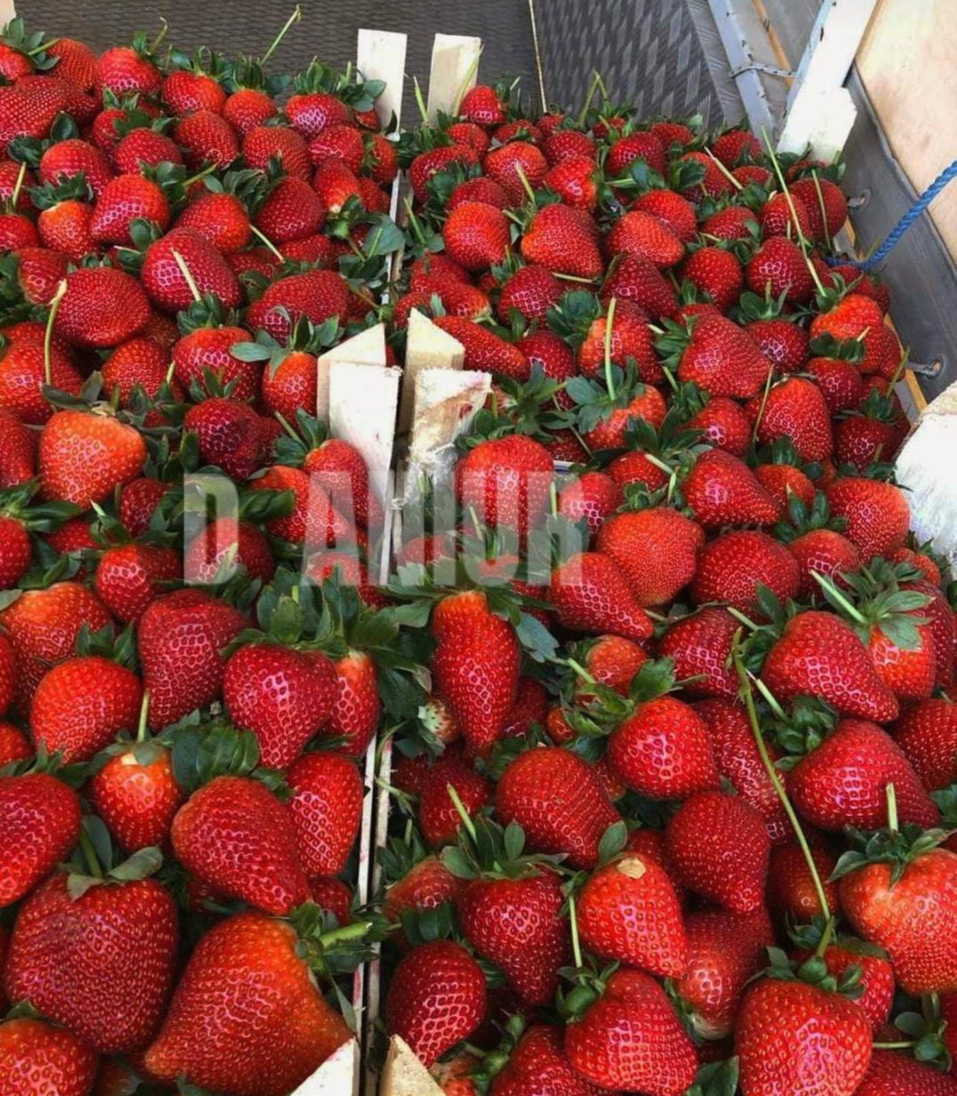 تامین کننده انواع سیفی جات از ترکیه